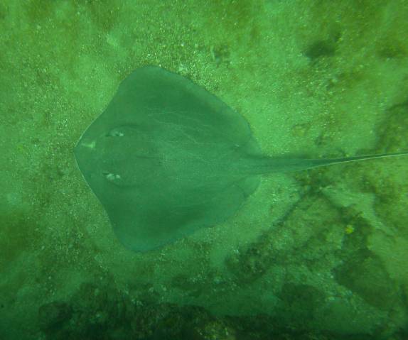 Arraia durante mergulho em El Bajo, ponto de mergulho em Cabo Pulmo, no sul da Baja California, Mar de Cortez, no México